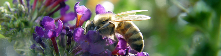 Bienen, Imkervereine, Honig BZV Kolbermoor